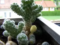 102_7691.webp