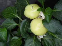 DSCI0965.webp