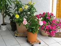 Eden Rose 85 und Sterntaler DuftroseIMG_0940.webp