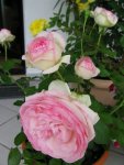 Eden Rose 85IMG_0936.JPG