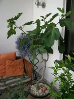 FeigenbaúmIMG_0891.webp