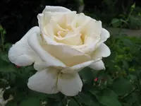 Unbekannte SchönheitIMG_0899.webp