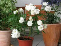 SchneewittchenIMG_0889.webp