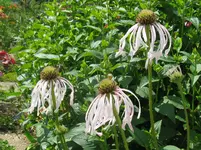 IMG_echi hula dancher_1067x800.webp