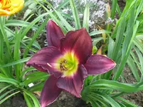 IMG_sabaska_1067x800.webp