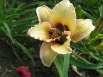 IMG_sil.uri winnieford_1067x800.webp