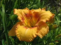 IMG_designer gold_1067x800.webp