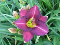 IMG_all american plum_1067x800.webp