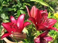 IMG_4221_1067x800.webp