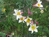 IMG_königslilie_1067x800.webp
