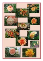 apricot.webp