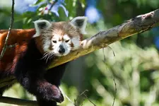 Opelzoo 2011 7D (85 von 143).webp