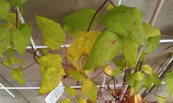 clematis1.webp