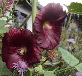 DSC01770 - 2011-06-30 - stockrose.webp