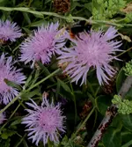 DSC01772 - 2011-06-30 - wiesenflockenblumen.webp