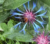 DSC01773 - 2011-06-30 - bergflockenblume.webp