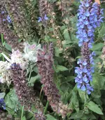 DSC01774 2011-06-30 - wollziest - salbei.webp