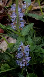 DSC01777 - 2011-06-30 - evtl. salbei.webp