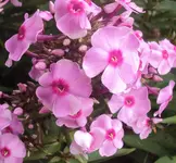 DSC01779 - 2011-06-30 - phlox.webp