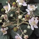 DSC01781 - 2011-06-30 - brombeeren.webp