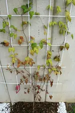 IMG_0107_2.webp