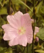 DSC01786 - 2011-06-30 - moschusmalve.webp