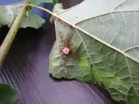 nochmalInsekten 004.webp