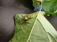 nochmalInsekten 009.webp