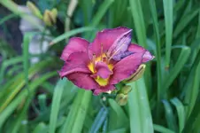 DSC05593.webp