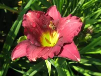 IMG_blue nil_1067x800.webp