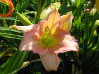 IMG_rot rüschen_1067x800.webp