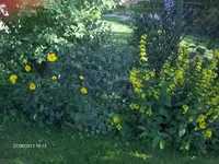 HPIM6503.webp