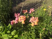 HPIM6502.webp