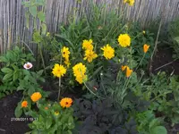 HPIM6501.webp