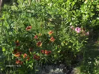 HPIM6499.webp