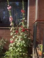HPIM6489.webp