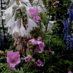 DSC01790 - 2011-06-30 - hosta, moschus, veronika.webp