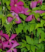 DSC01787 - 2011-06-30 - clematis.webp
