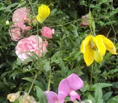 DSC01800 2011-06-30 - goldwaldrebe, kletterrose, staudenwicken.webp