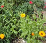 DSC01801 - 2011-06-30 - mohn, ringel.jpg