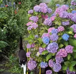 DSC01805 - 2011-06-30 - horti, wildnis und nachbars mini-mama.webp