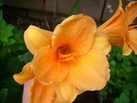 DSCI1466.webp