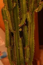IMG_8186.webp