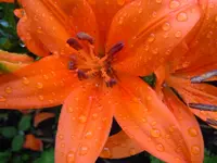002.webp
