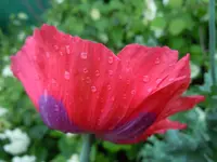 003.webp