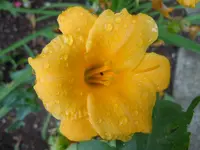 004.webp