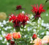 Indianernessel oder auch rote Monarde_kleiner.webp