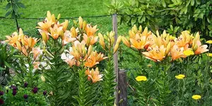 lachsfarbene Lilien_kleiner.webp
