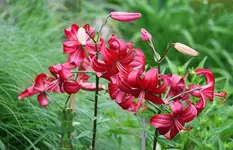 Lilium Americana2_kleiner.webp