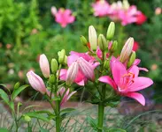 pinkfarbene Lilien_kleiner.webp